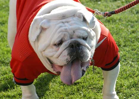 University of Georgia mascot