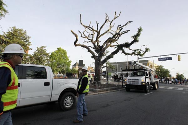 Fan Gone Too Far; the Trees of Auburn and Sports Fueled Violence