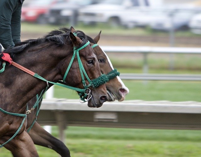 Victoria Derby Day Guide | Form, Fields, Odds & Tips