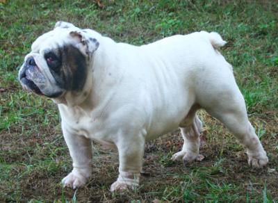 English Bulldog