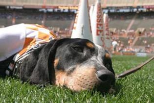 Tennessee Mascot Smokey