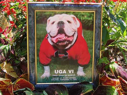Georgia Bulldogs Mascots Uga.